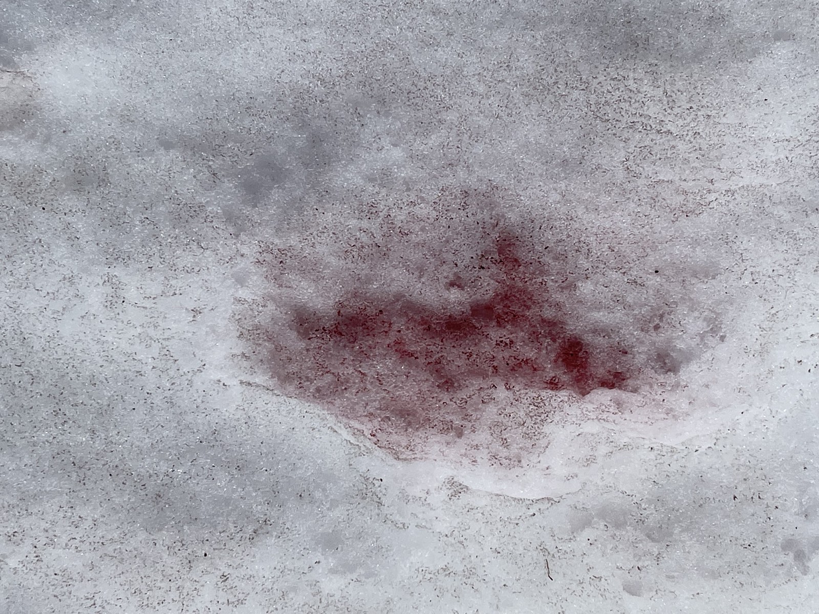 Patches of pink-tinted snow stained by algae