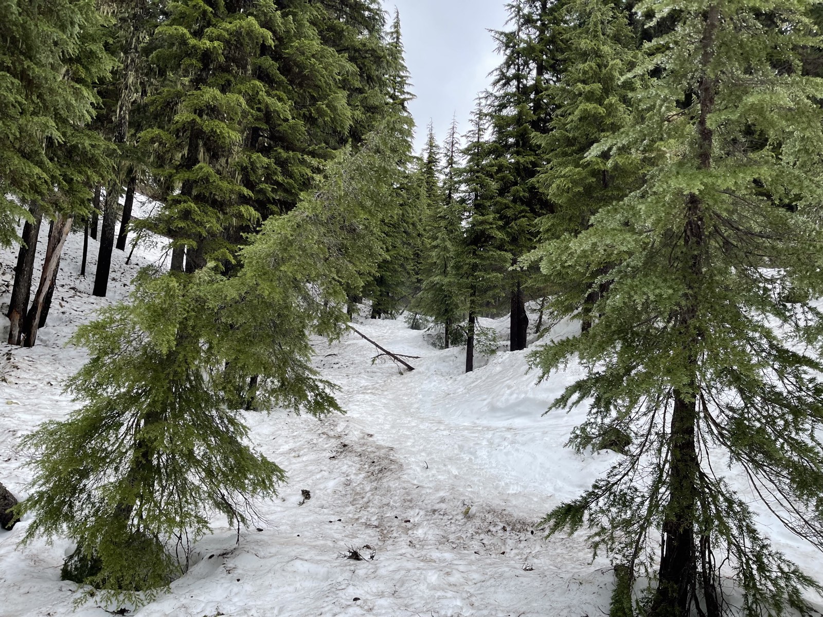 A snowy slope in the trees with no visible tread to follow