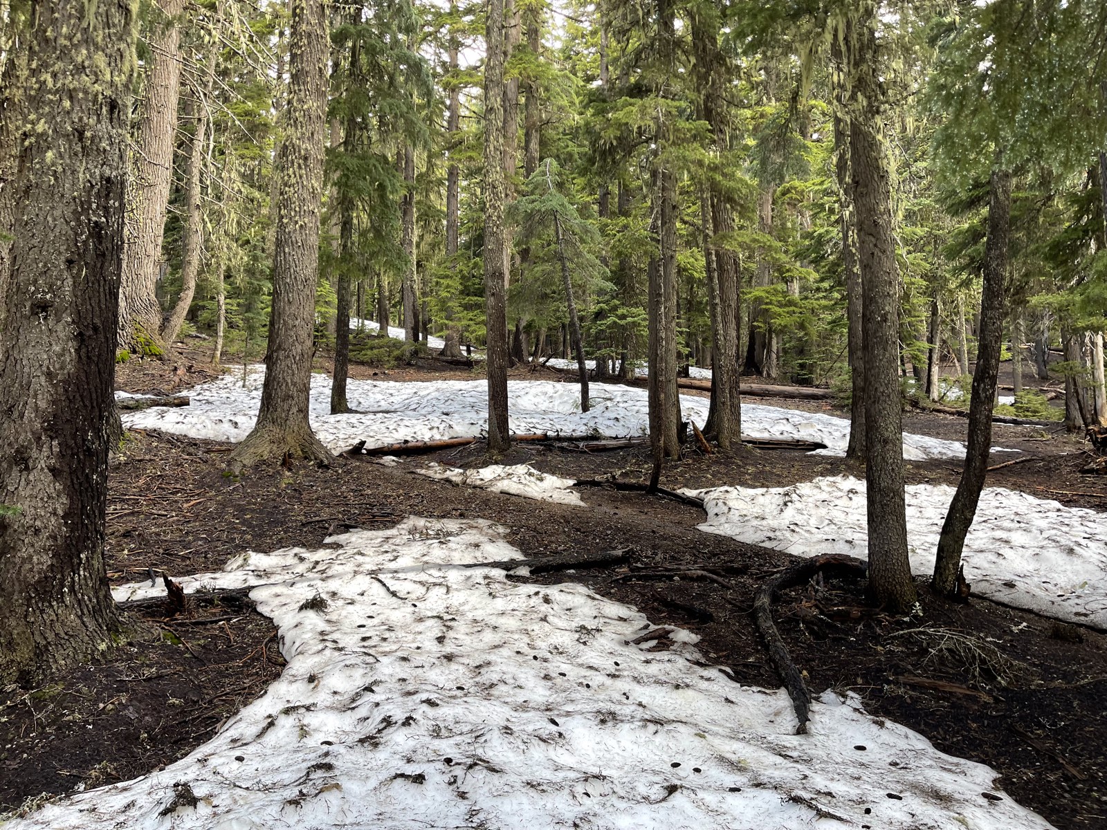 Deep snow burying the path through the forest