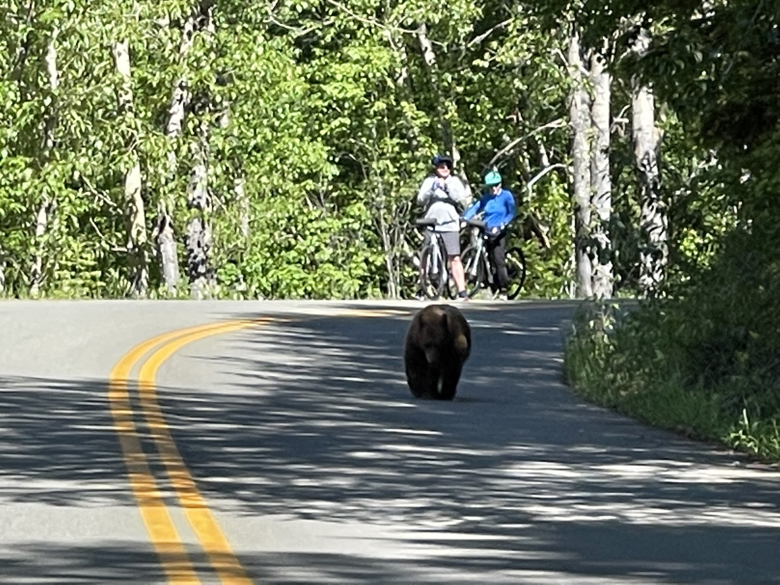 A bear on the hillside above the road
