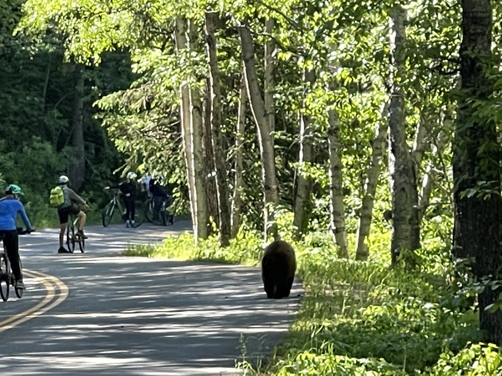 A zoomed-in shot of the same bear