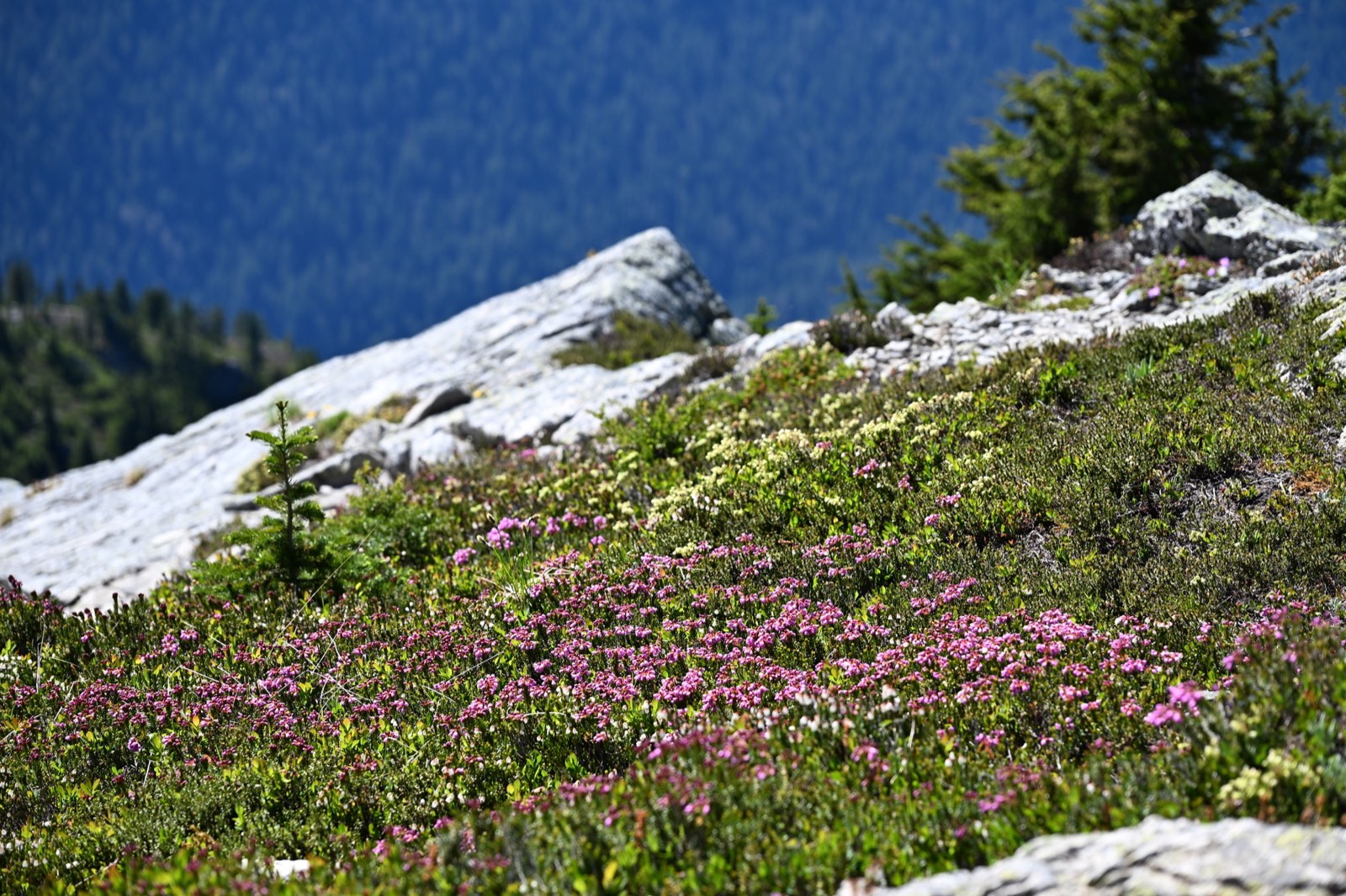 Wildflowers blooming thickly across an alpine meadow