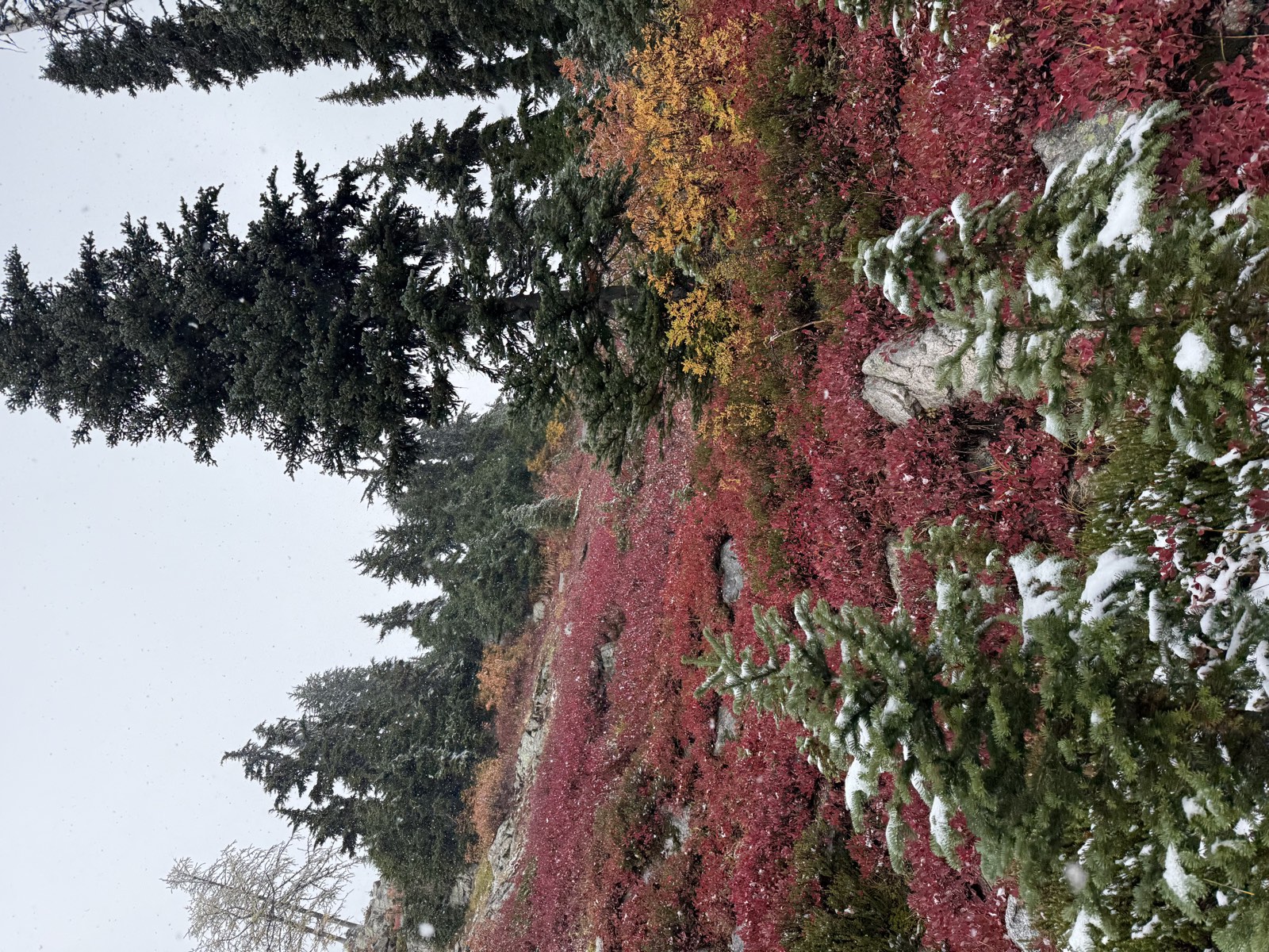 Fresh snow on young firs in front of a slope of bright red huckleberry