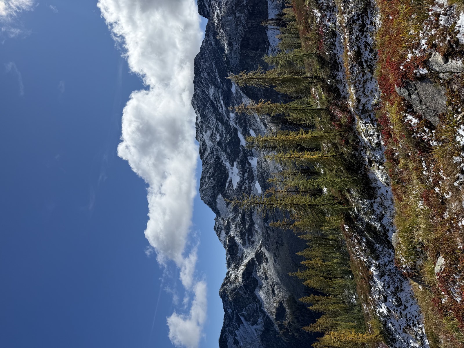 Golden larches in front of a snow-dusted ridge under a bright blue sky