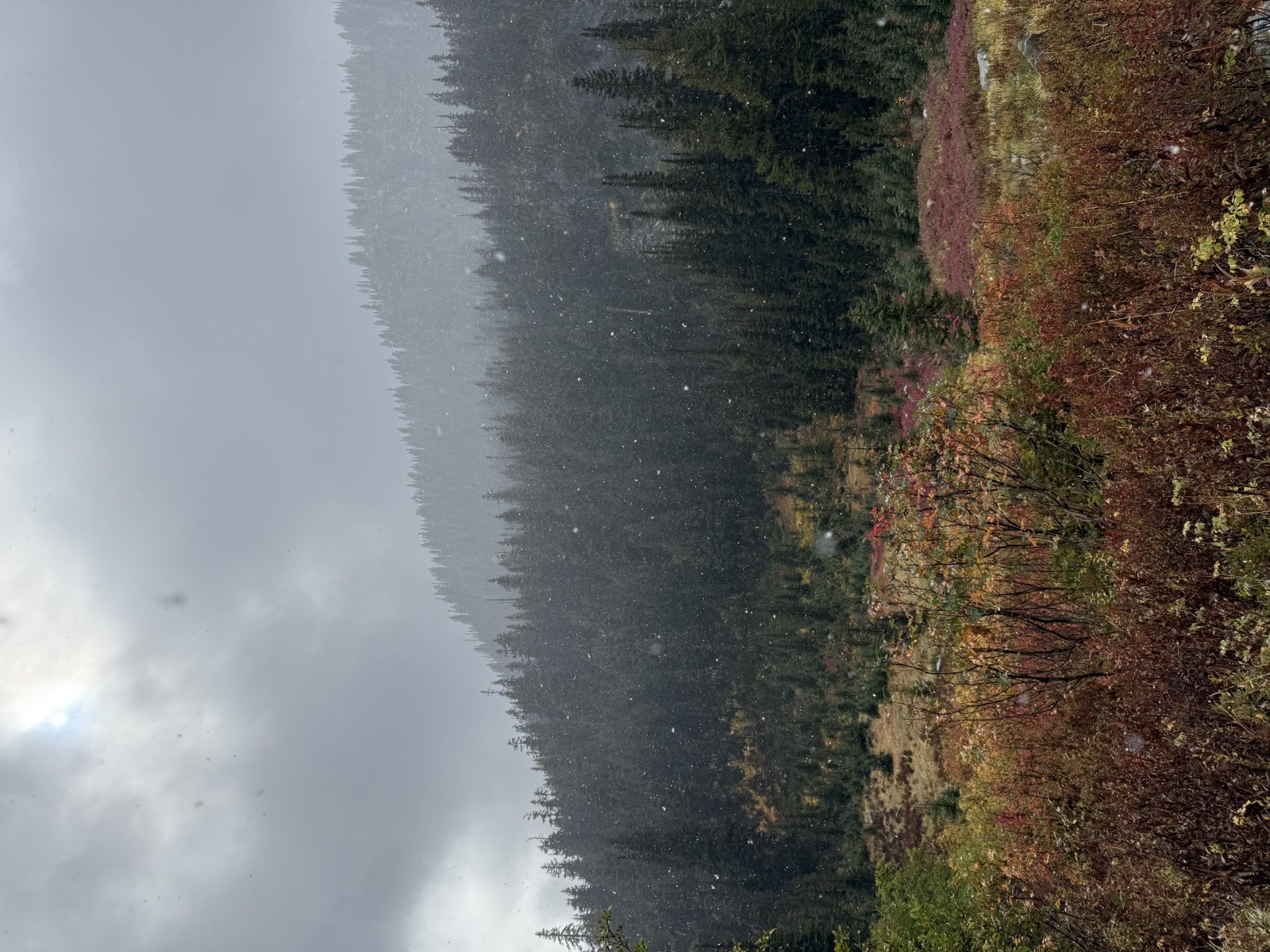 Snowflakes falling over red huckleberry bushes and a dark forested hillside
