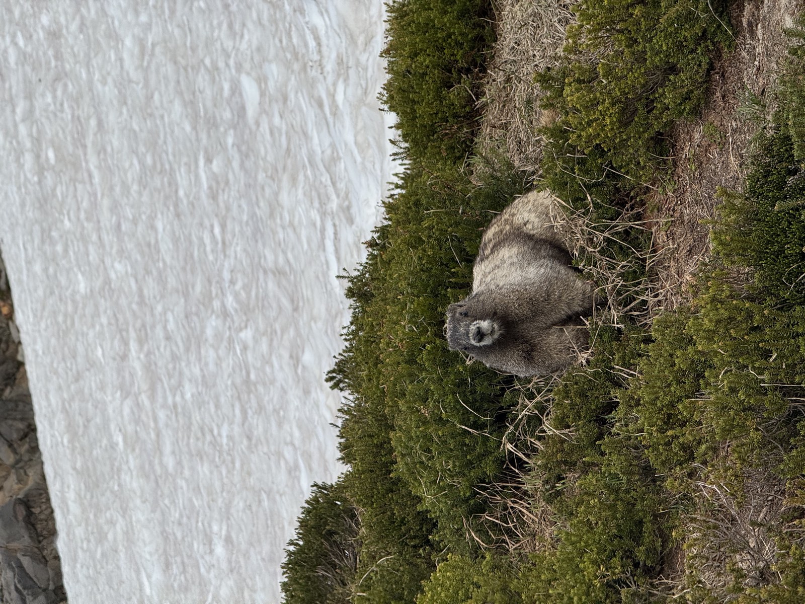 A marmot watching from just off the path