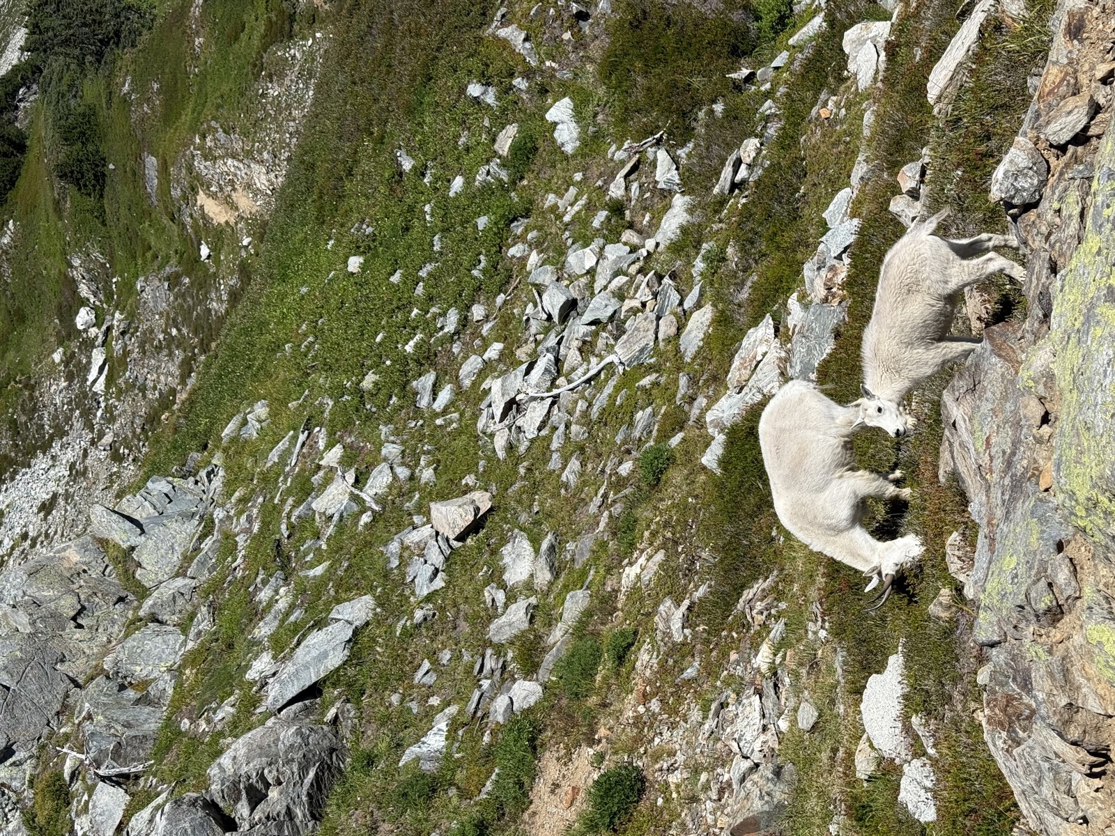 Two mountain goats feeding on vegetation beside the path