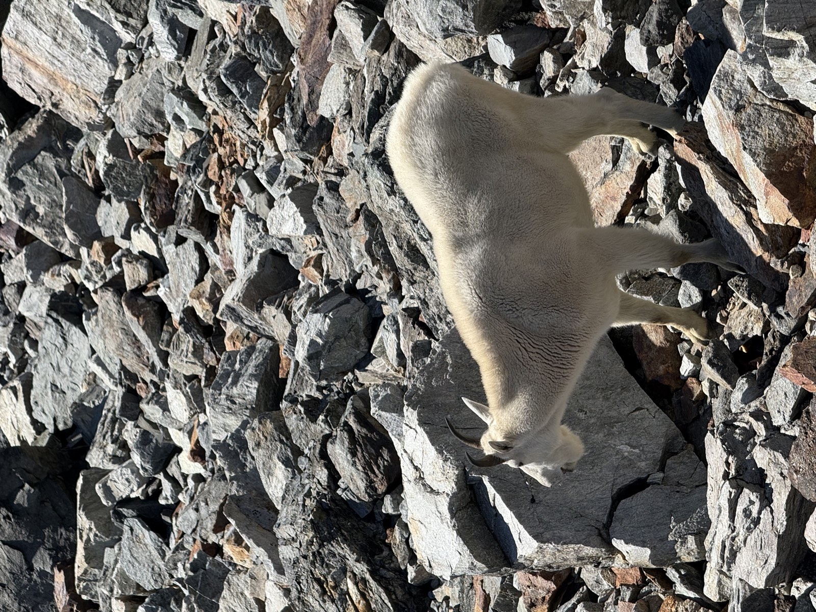 A mountain goat standing near the trail on the way down