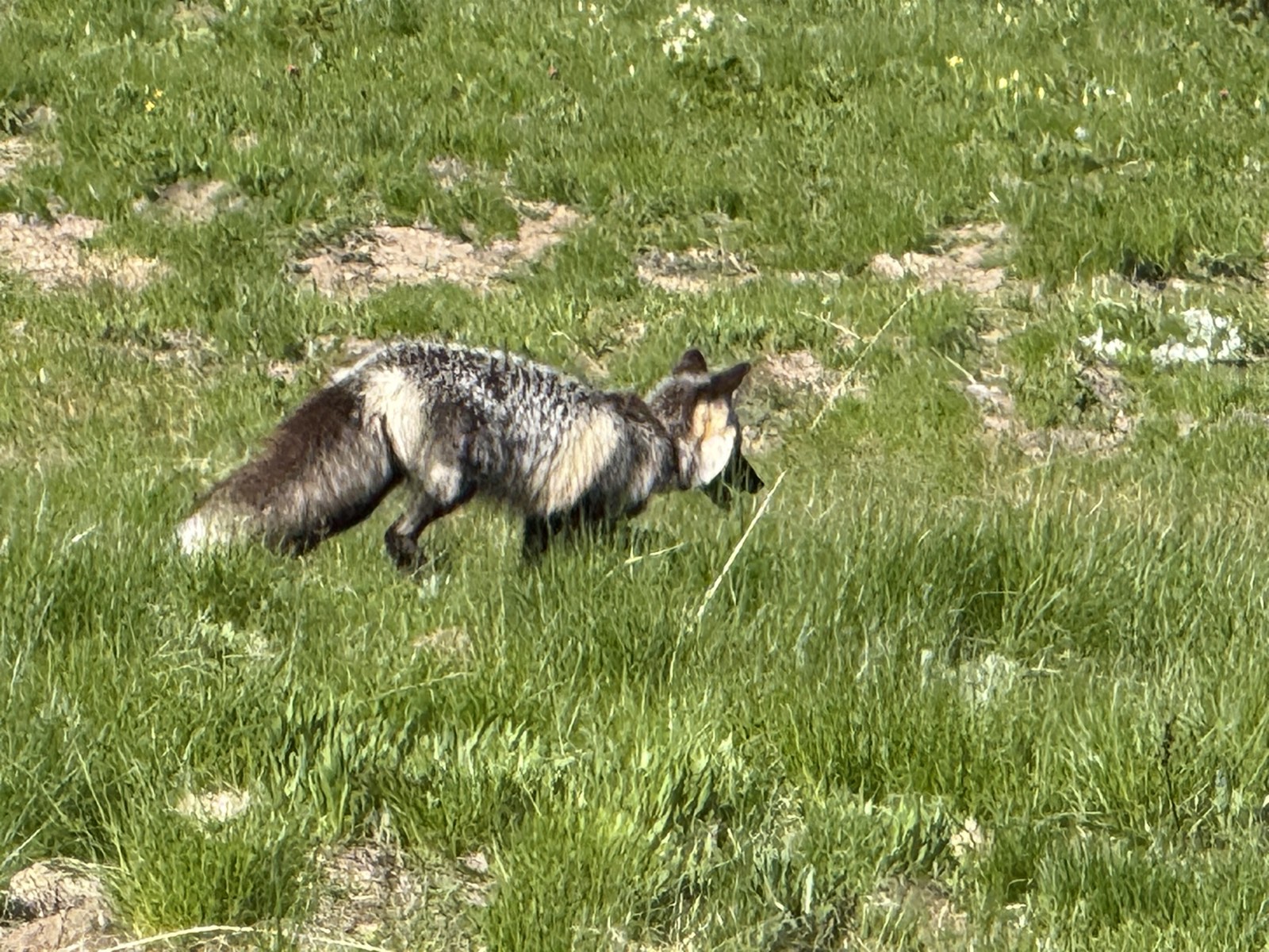 A fox standing near the edge of the pavement