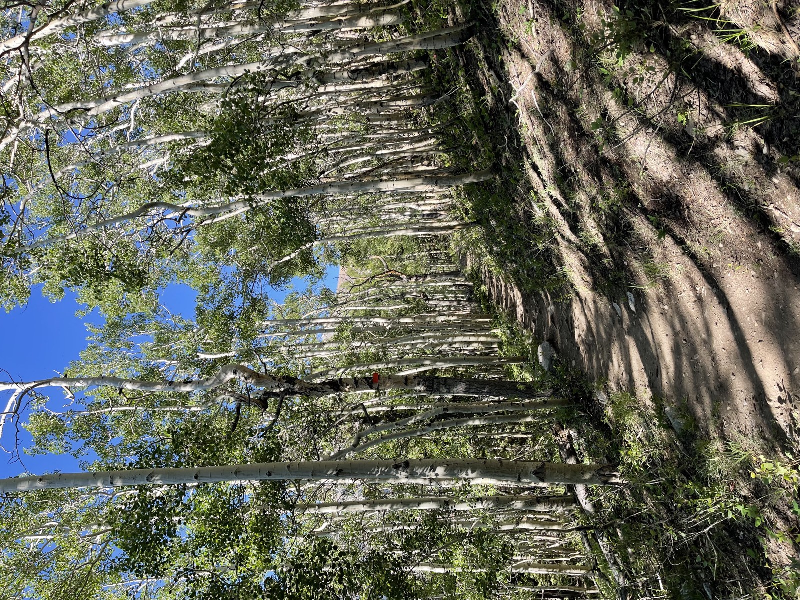 A stand of aspens along the lower trail