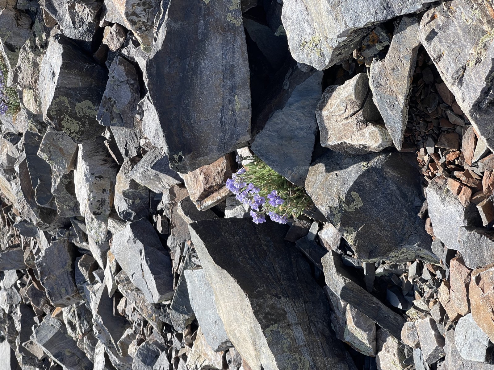 Small wildflowers growing among high-altitude rocks