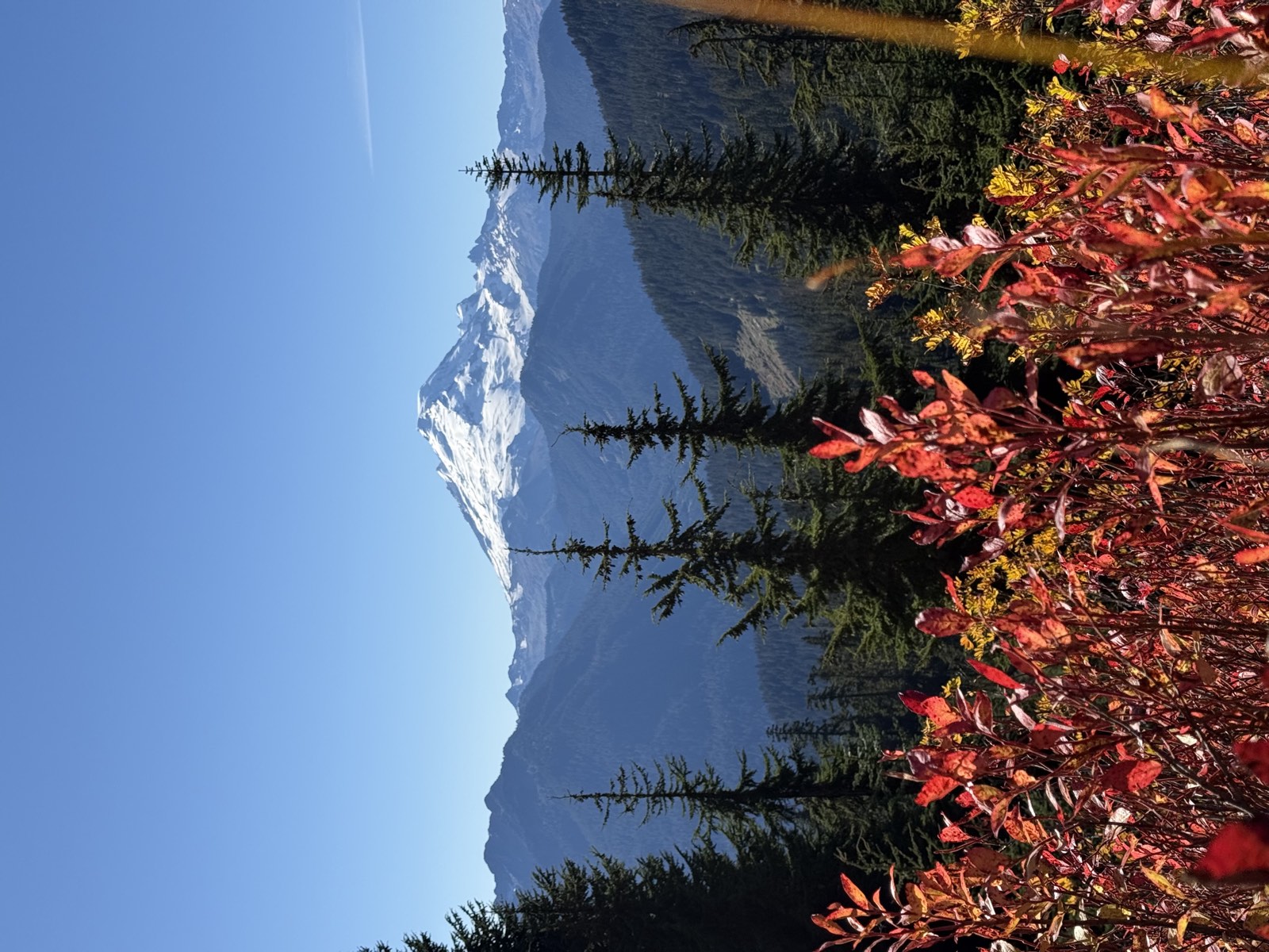 Snow-covered Mount Baker above forested ridges, with bright red huckleberry leaves in front