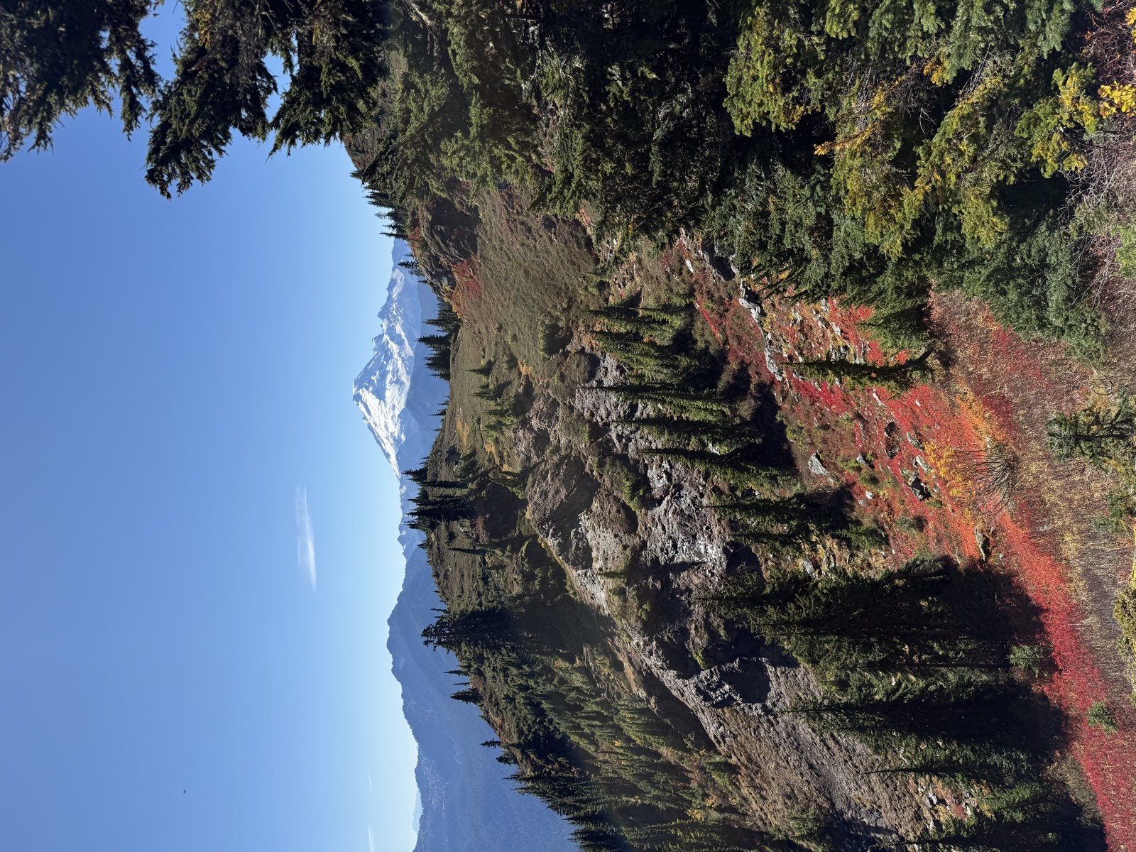 A ridge of red brush and evergreens leading toward Mount Baker in the distance
