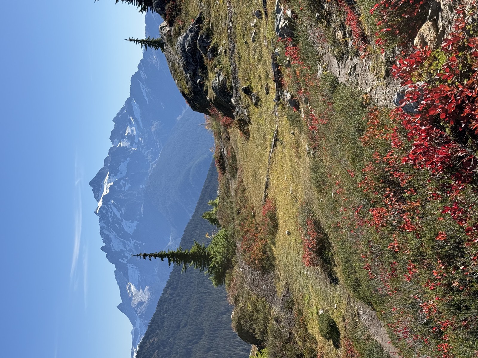 Mount Shuksan beyond a meadow trail lined with red huckleberry