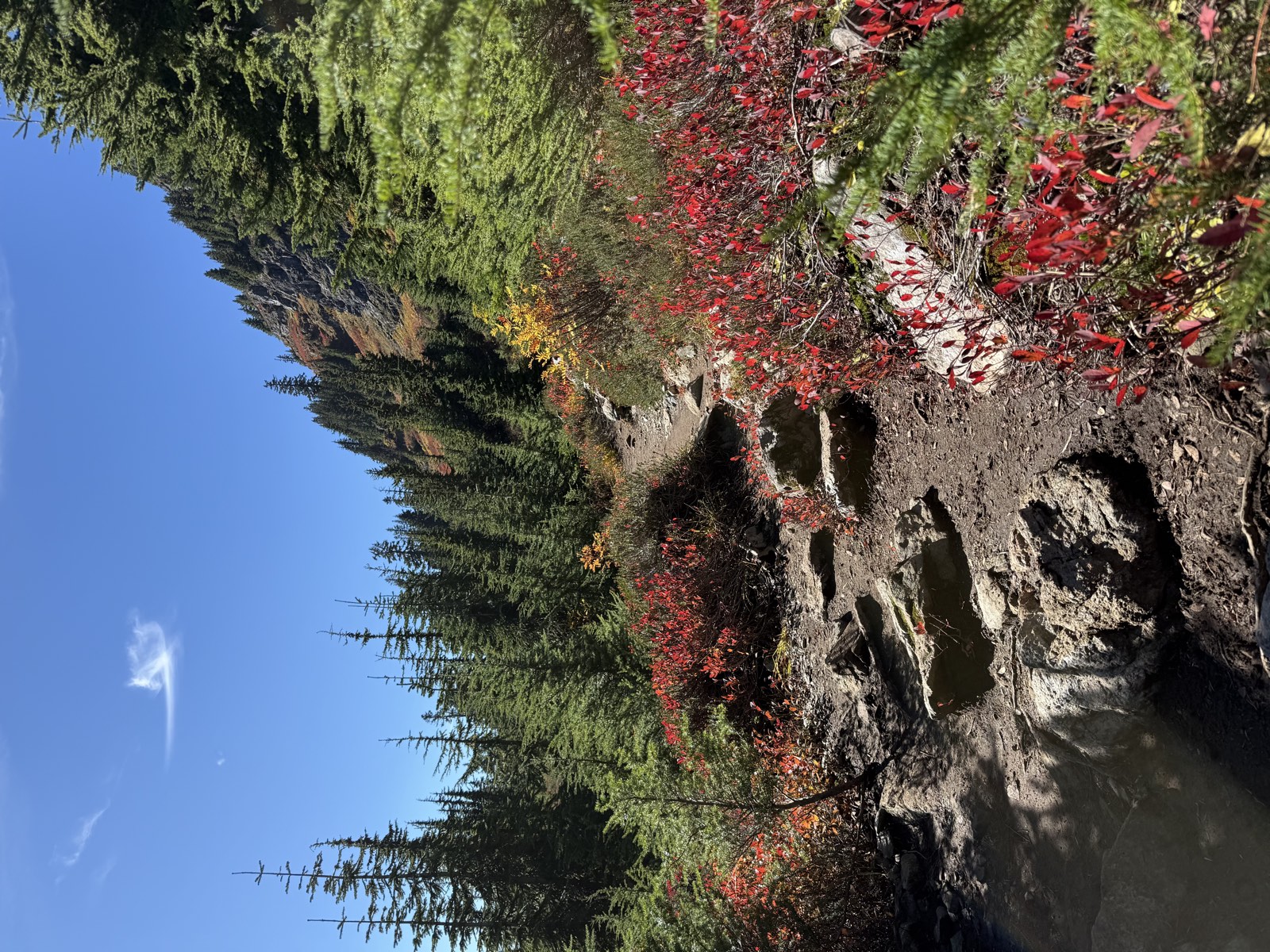 A rocky trail winding between red huckleberry bushes and evergreens