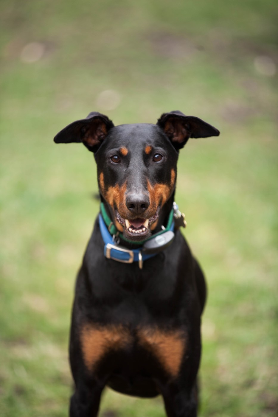 Nick, a black and tan Doberman, sitting on the grass facing the camera
