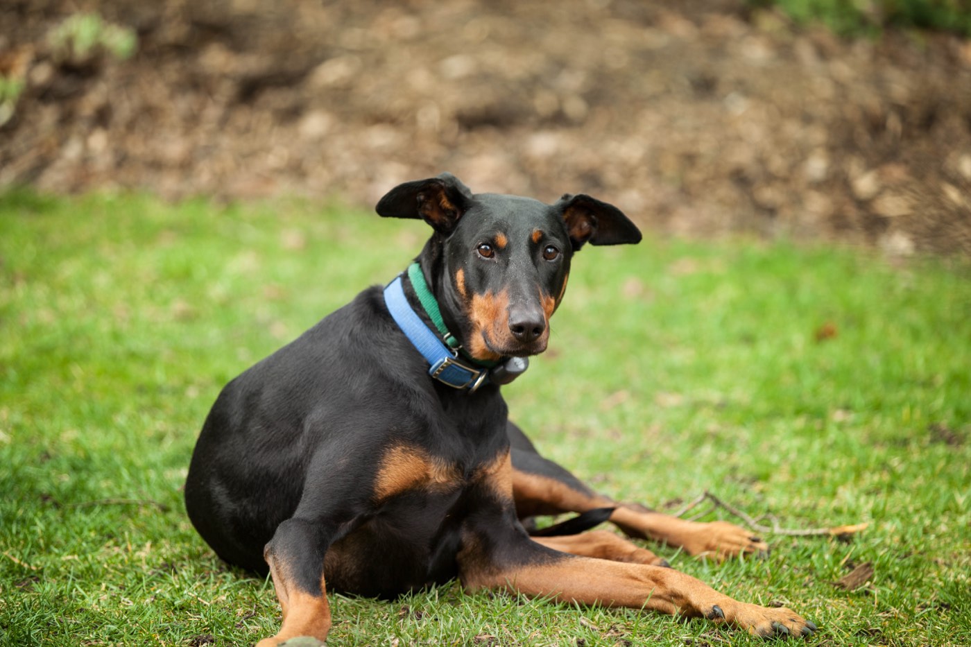 Nick, a black and tan Doberman, lying on the grass and looking toward the camera