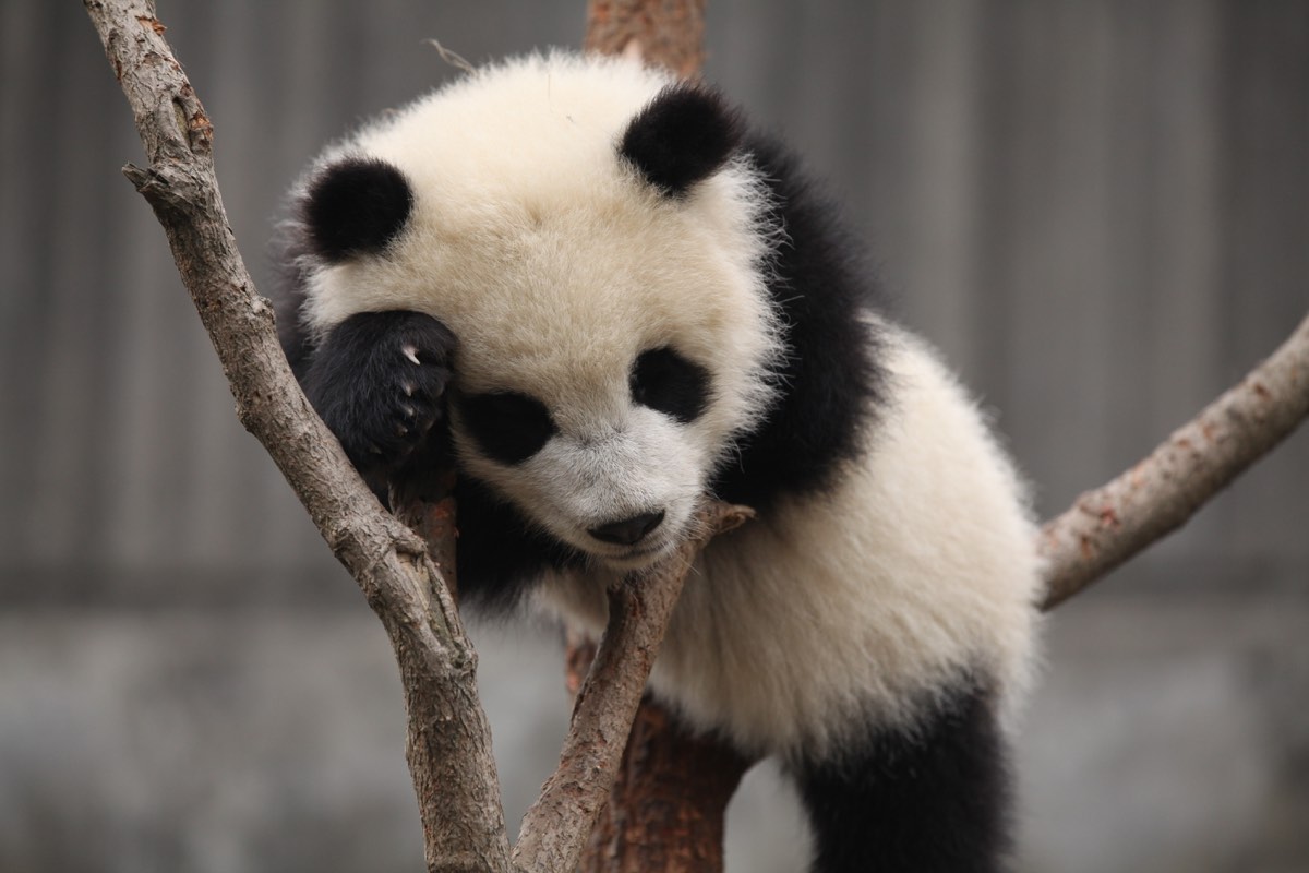 Photograph from Sichuan, China