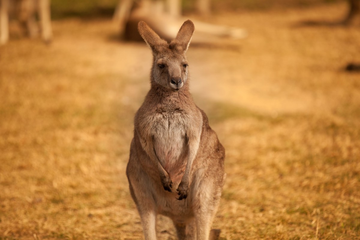 Photograph from Queensland, Australia