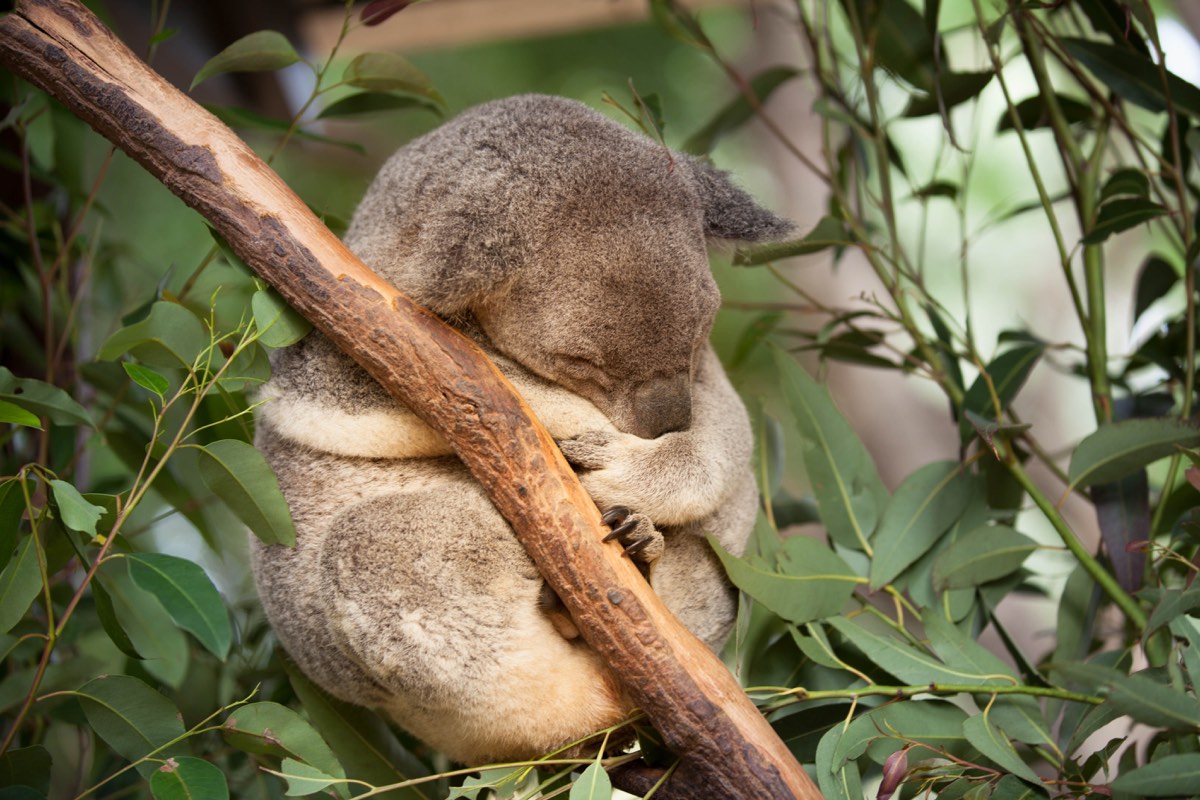 Photograph from Queensland, Australia