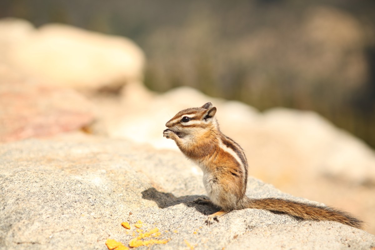 Photograph from Rocky Mtn NP, CO